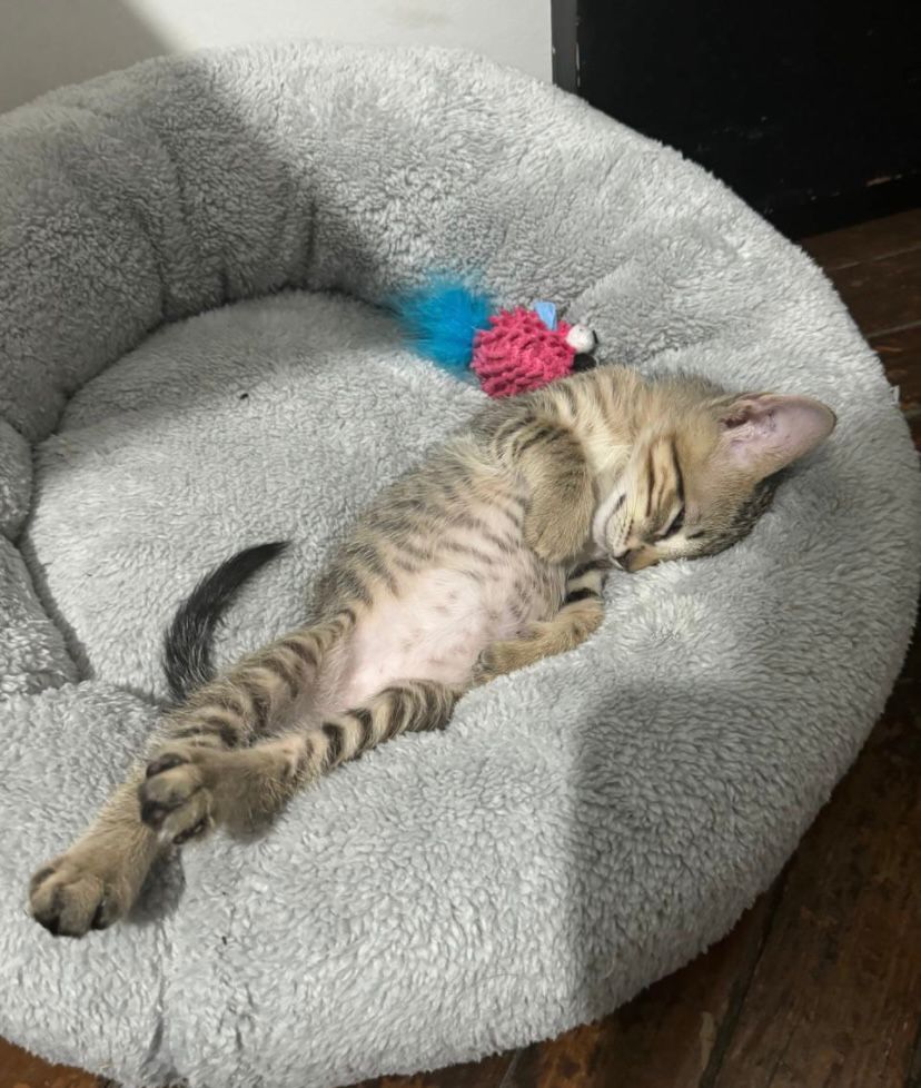 Cama Peludex™️